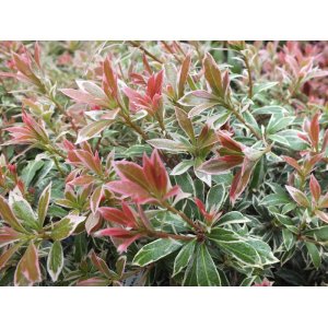 Pieris japonský (Pieris japonica) ´LITTLE HEATH GREEN´ - výška 15-25 cm, Ø  15-25 cm,  kont. C2L